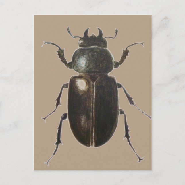 Postal Stag Beetle 2011 (Anverso)