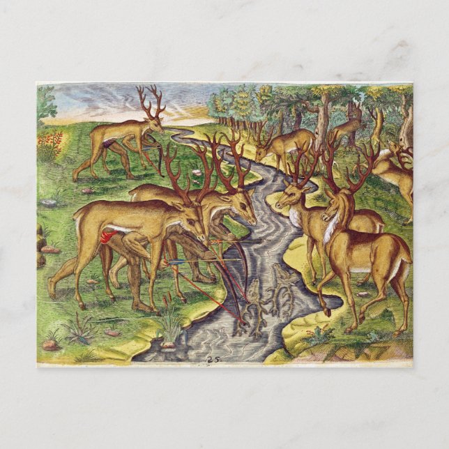 Postal Stag Hunt, de 'Brevis Narratio' (Anverso)