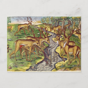 Postal Stag Hunt, de 'Brevis Narratio'