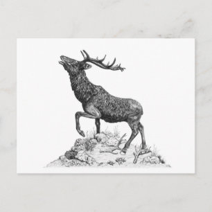 Postal Stag - Postcard en blanco