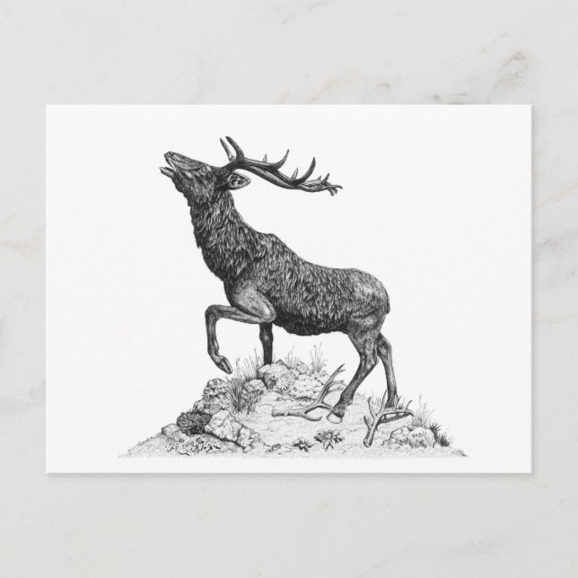 Postal Stag - Postcard en blanco (Anverso)