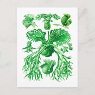 Postal Staghorn Fern