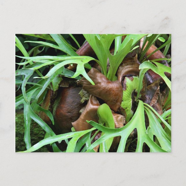 Postal Staghorn Fern Postcard (Anverso)
