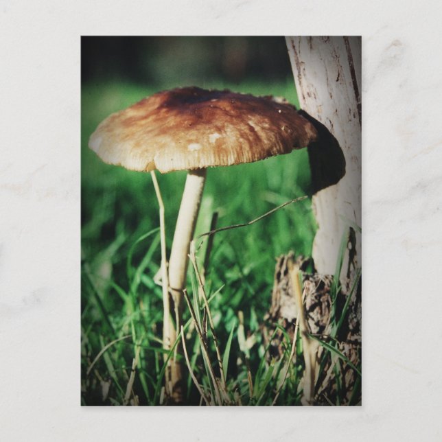 Postal Stalk (Anverso)