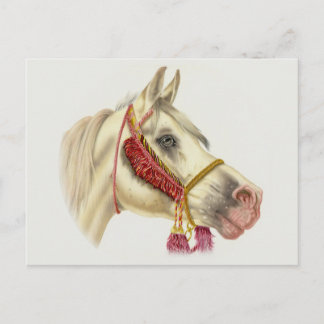 Postal Stallion árabe