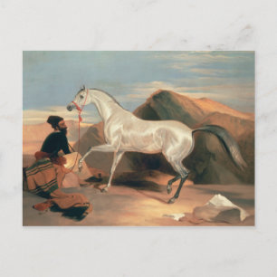 Postal Stallion árabe