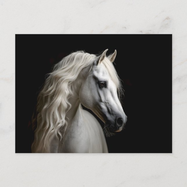 Postal Stallion blanco andaluz (Anverso)