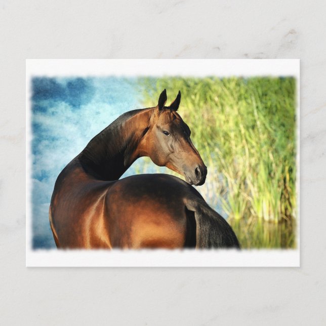 Postal Stallion de Akhal-teke (Anverso)