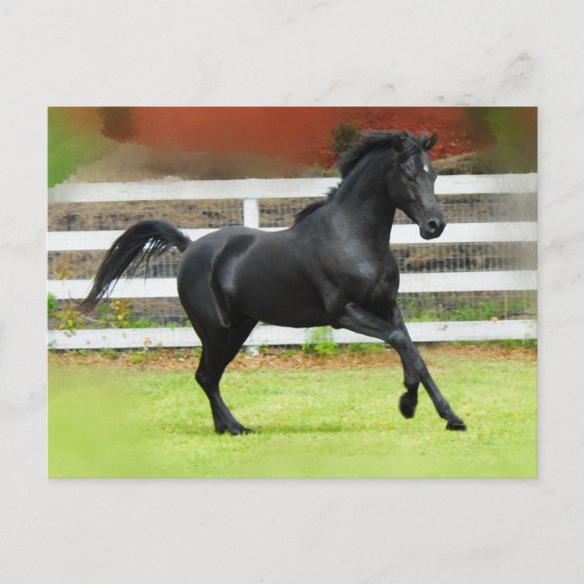 Postal Stallion de Arabia Negra (Anverso)