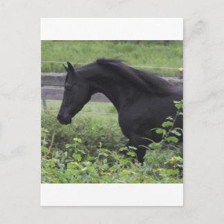 Postal Stallion de Arabia Negra