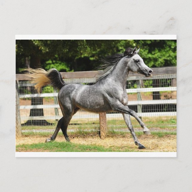 Postal Stallion de Gray Arabian (Anverso)