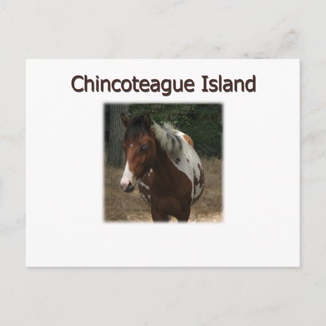 Postal Stallion de la isla Chincoteague (Anverso)