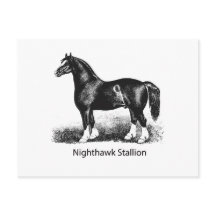 Stallion de NighthawkProducto seleccionado múltipl