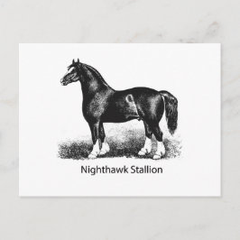 Postal Stallion de NighthawkProducto seleccionado múltipl
