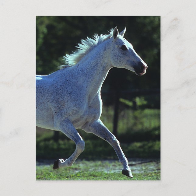 Postal Stallion en ejecución (Anverso)