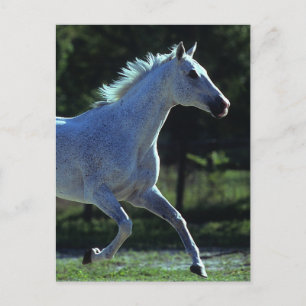 Postal Stallion en ejecución