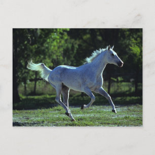 Postal Stallion en ejecución