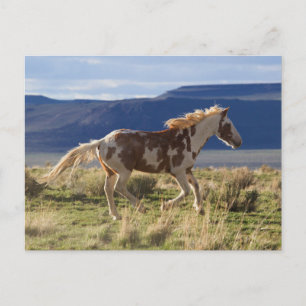 Postal Stallion en marcha, montañas Steens, Oregón
