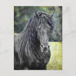Postal Stallion friesiano