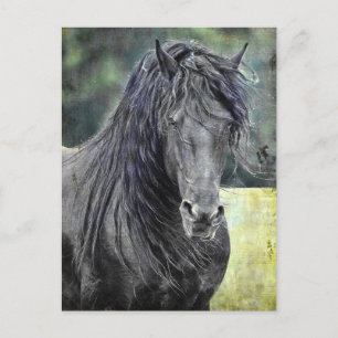 Postal Stallion friesiano