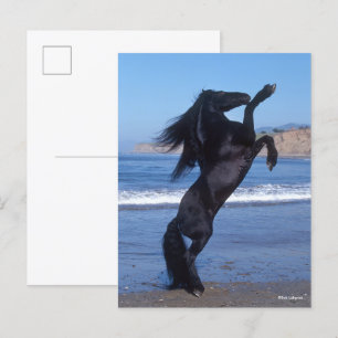 Postal Stallion friesiano negro criando en la playa