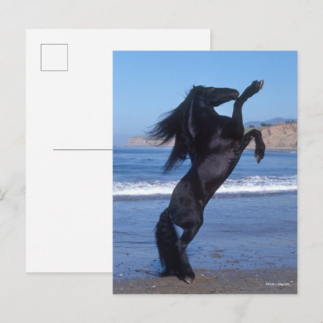 Postal Stallion friesiano negro criando en la playa (Anverso / Reverso)