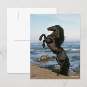 Postal Stallion friesiano negro criando en la playa