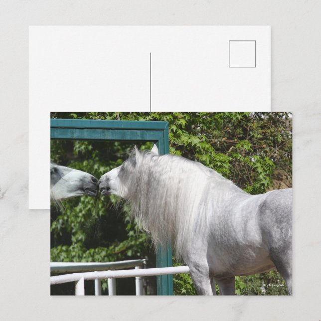 Postal Stallion Gris Andaluz Mirando Espejo (Anverso / Reverso)