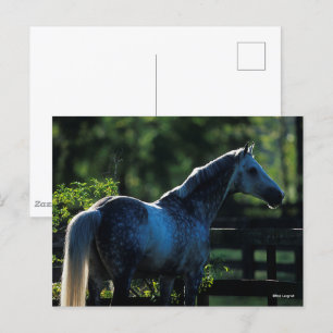 Postal Stallion Hanoverian del rucio del rucio