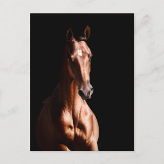 Postal Stallion joven asombroso