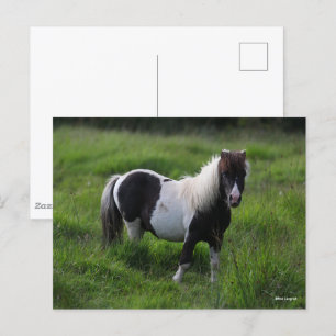 Postal Stallion Pony De Shetland En Pie