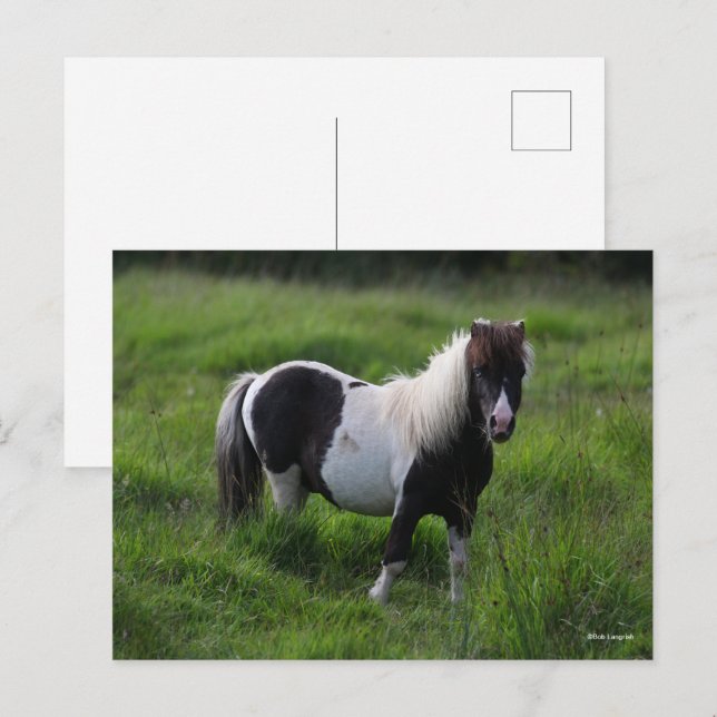 Postal Stallion Pony De Shetland En Pie (Anverso / Reverso)