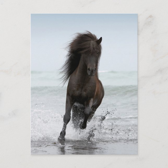 Postal Stallion Running On Beach | Atlántico Norte (Anverso)