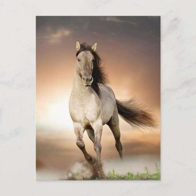 Postal Stallion salvaje corriendo al atardecer (Anverso)
