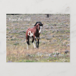 Postal Stallion silvestre, predirigido: Sección del Inter