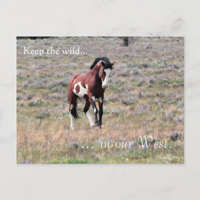 Postal Stallion silvestre, predirigido: Sección del Inter (Anverso)