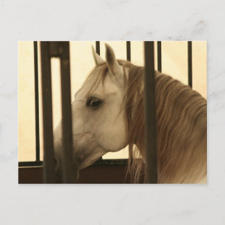 Postal Stallion Watching