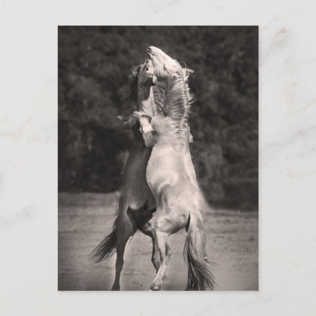 Postal Stallions de baile (Anverso)