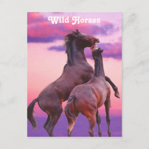 Postal Stallions Jugando Postcard