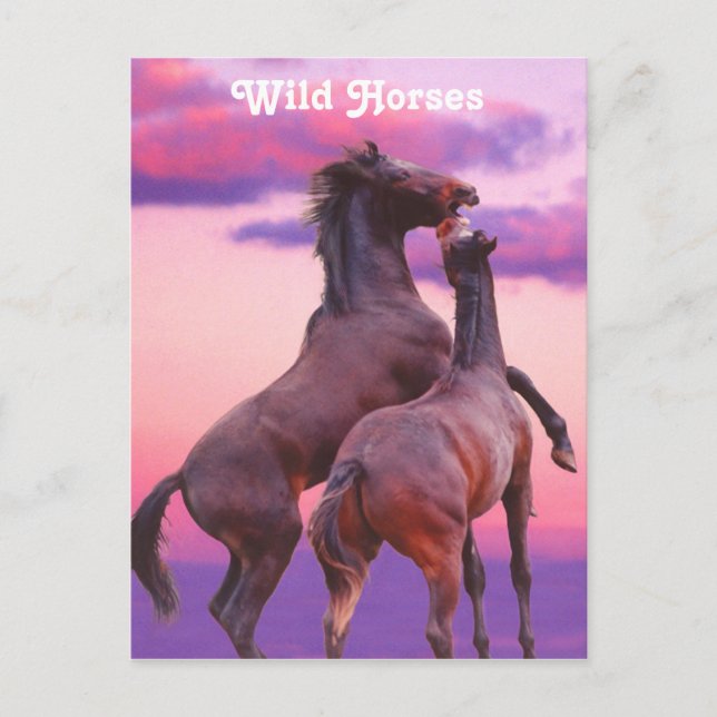 Postal Stallions Jugando Postcard (Anverso)