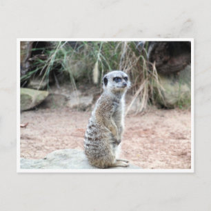 Postal stand de meerkat