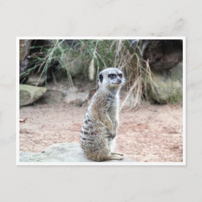 Postal stand de meerkat (Anverso)