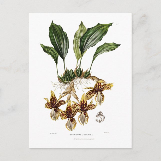 Postal Stanhopea tigrina (Anverso)