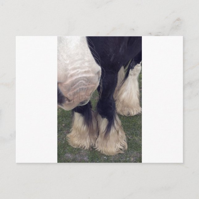 Postal Stanley (Anverso)