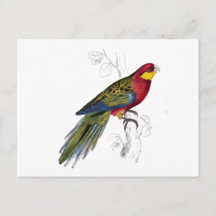 Postal Stanley Parrakeet por Edward Lear