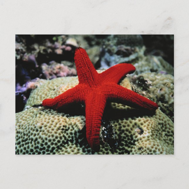 Postal Star Fish | Mar Rojo (Anverso)