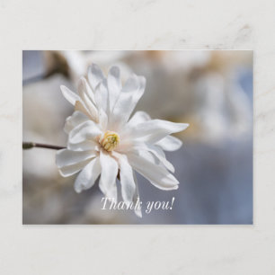 Postal Star Magnolia Bloom Gracias Postcard