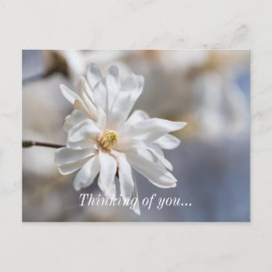 Postal Star Magnolia Bloom Pensando En Ti Postcard