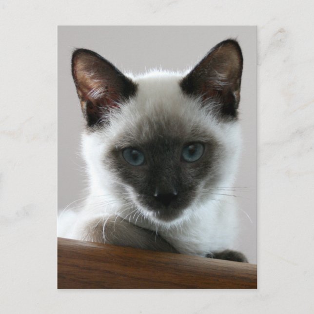 Postal Stare de Siamese (Anverso)