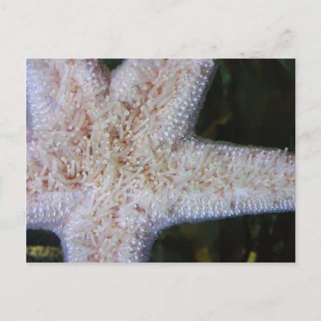 Postal Starfish (Anverso)